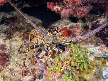 Caribbean Spiny Lobster
