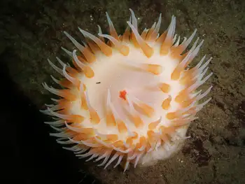 Painted Anemone
