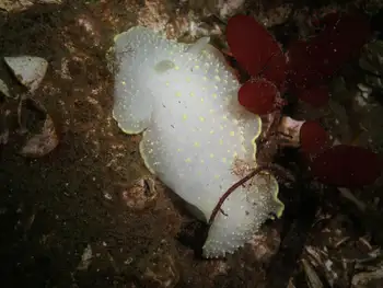 Yellow Rimmed Nudibranch