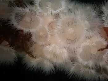 Short Plumose Anemones
