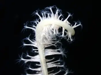 Northwest Sea Whip
