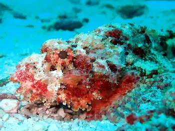 Pacific Stonefish