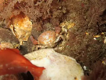 Pygmy Rock Crab