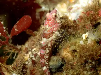Scalyhead Sculpin