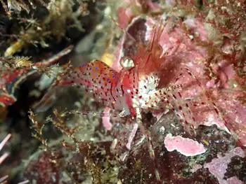 Coonstripe Shrimp