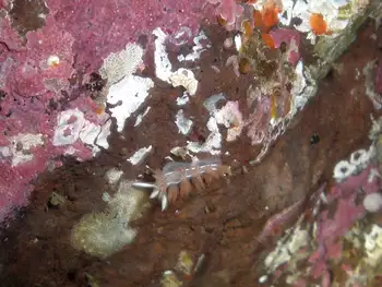 Three Lined Nudibranch