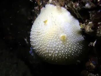 Noble Sea Lemon
