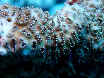 Coral