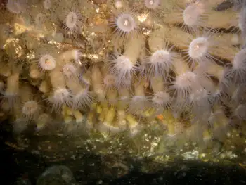 Orange Zoanthid