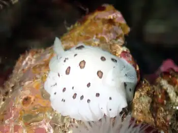 Leopard Nudibranch