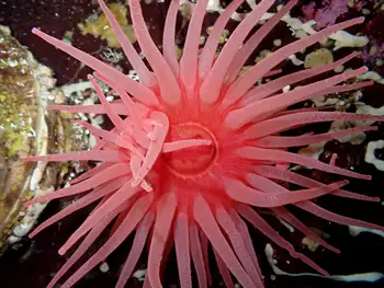 Crimson Anemone
