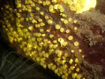 Yellow Boring Sponge