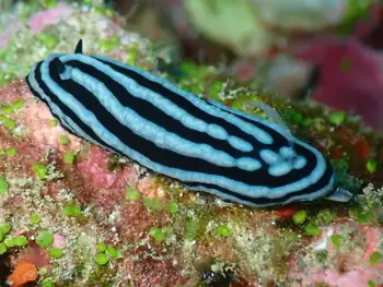 Zeylan Phyllidiella Nudibranch
