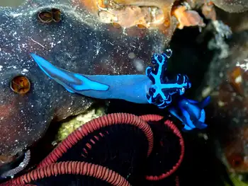 gloomy nudibranch