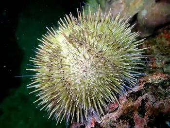 Green Sea Urchin