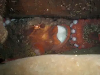 Giant Pacific Octopus