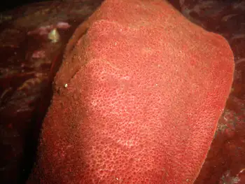 Gumboot Chiton