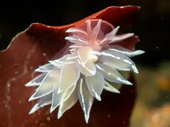 Alabaster Nudibranch