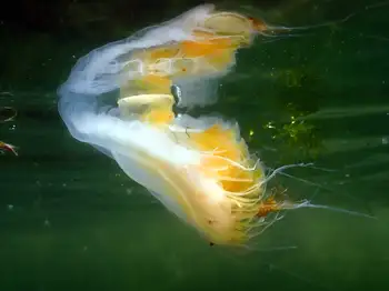 Egg Yolk Jelly