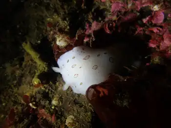 Leopard Nudibranch