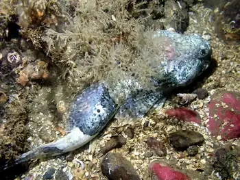 Buffalo Sculpin