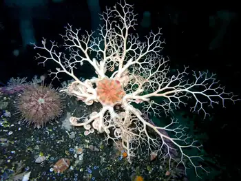 Pacific Basket Star