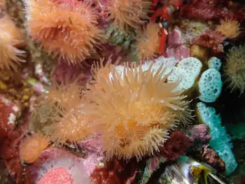 Proliferating Anemones
