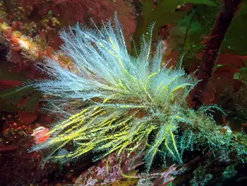 Hydroids