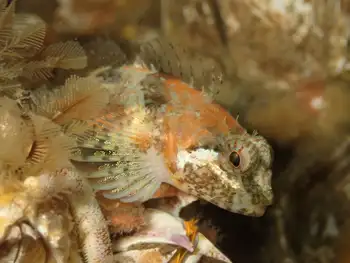 Smoothhead Sculpin