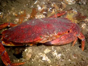 Red Rock Crab