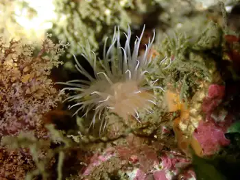 Tiny Orange Anemone