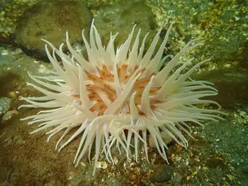 Sand Rose Anemone