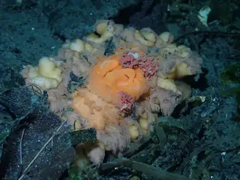 rose ribbon worm