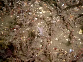 Hydroids
