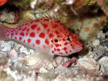 Coral Hawkfish