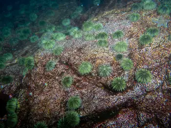 Green Sea Urchins