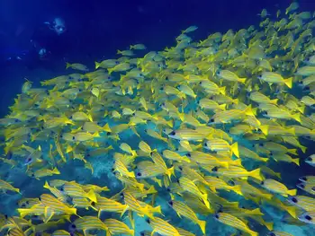 Bluestripe Snapper