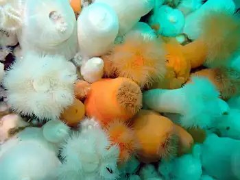 Short Plumose Anemones