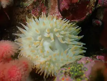 Painted Anemone