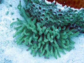 Giant Anemone