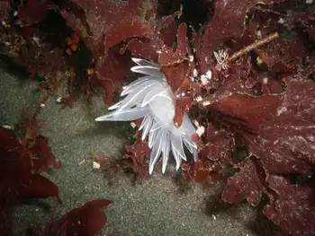 Alabaster Nudibranch