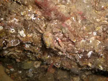 Sharp Nosed Crab