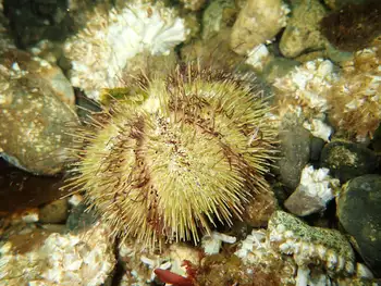 Green Sea Urchin