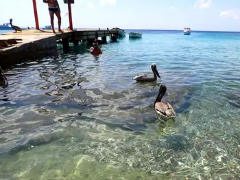 Pelicans
