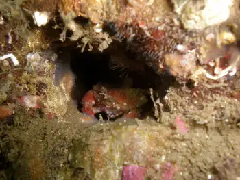 Pygmy Rock Crab