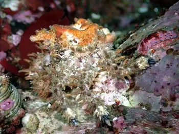 Heart Crab