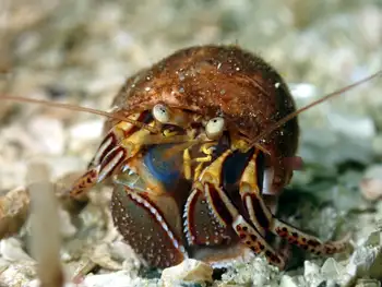 Widehand Hermit Crab