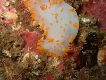 Bold Clown Nudibranch