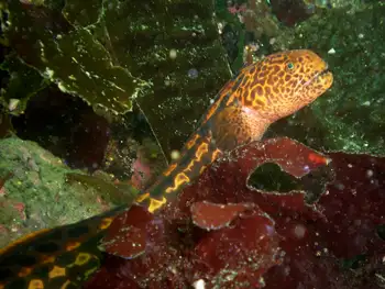 Juvenile Wolf Eel