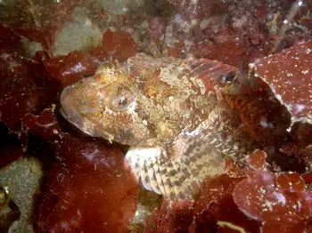 Juvenile Kelp Greenling